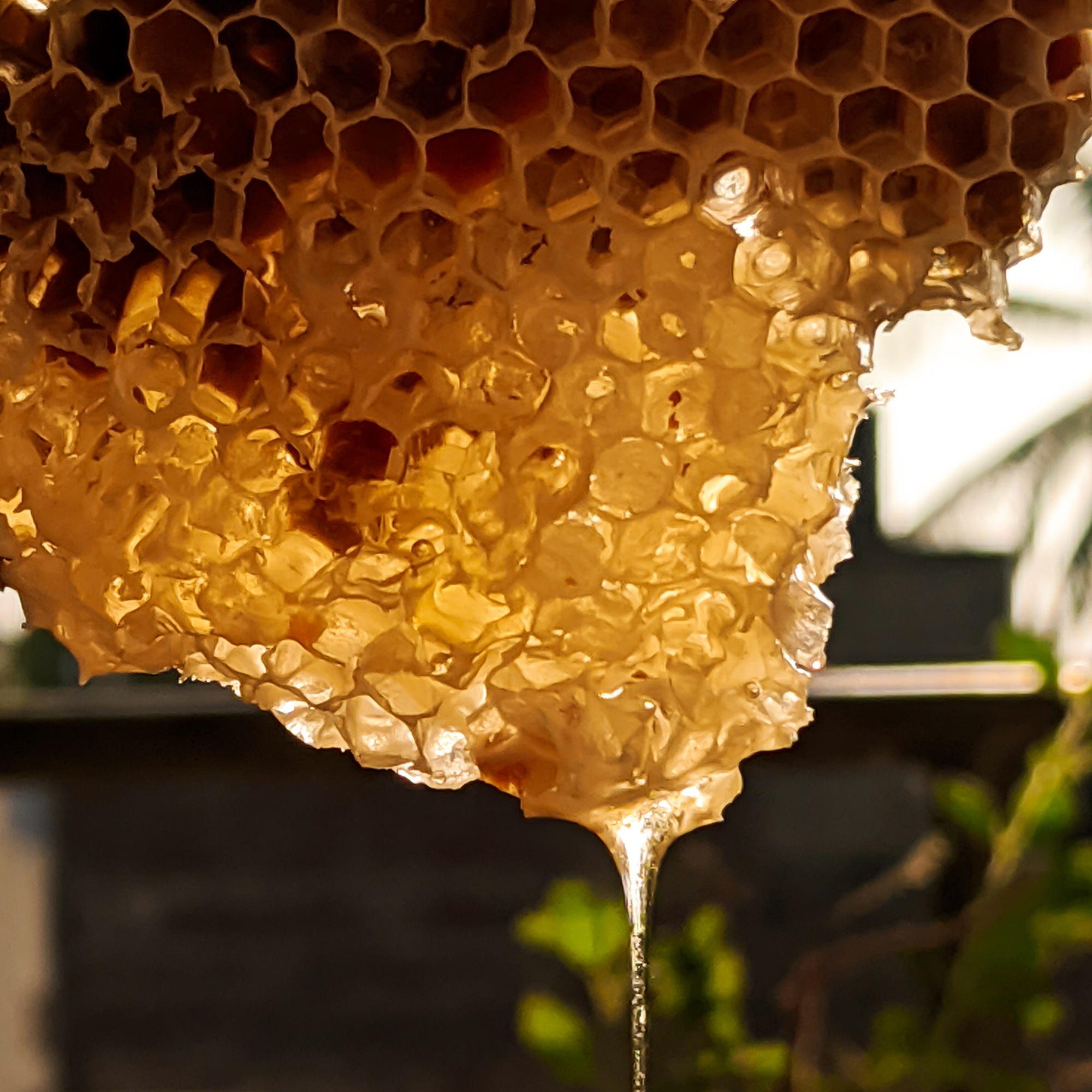 Close-up of honeycomb with honey dripping, blurred background
